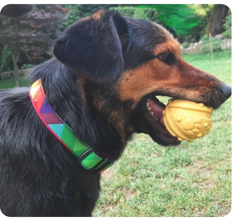 Barevný obojek pro psa